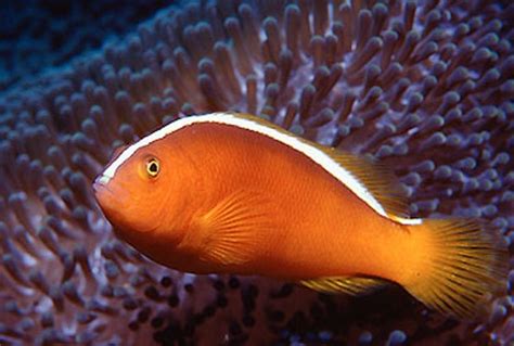 skunk fish|Skunk Clownfish (Amphiprion akallopiso.